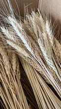 Wheat Bunch Naturally Dried 50 Stems