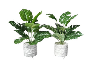 42cm Fern with Moroccan Pot White