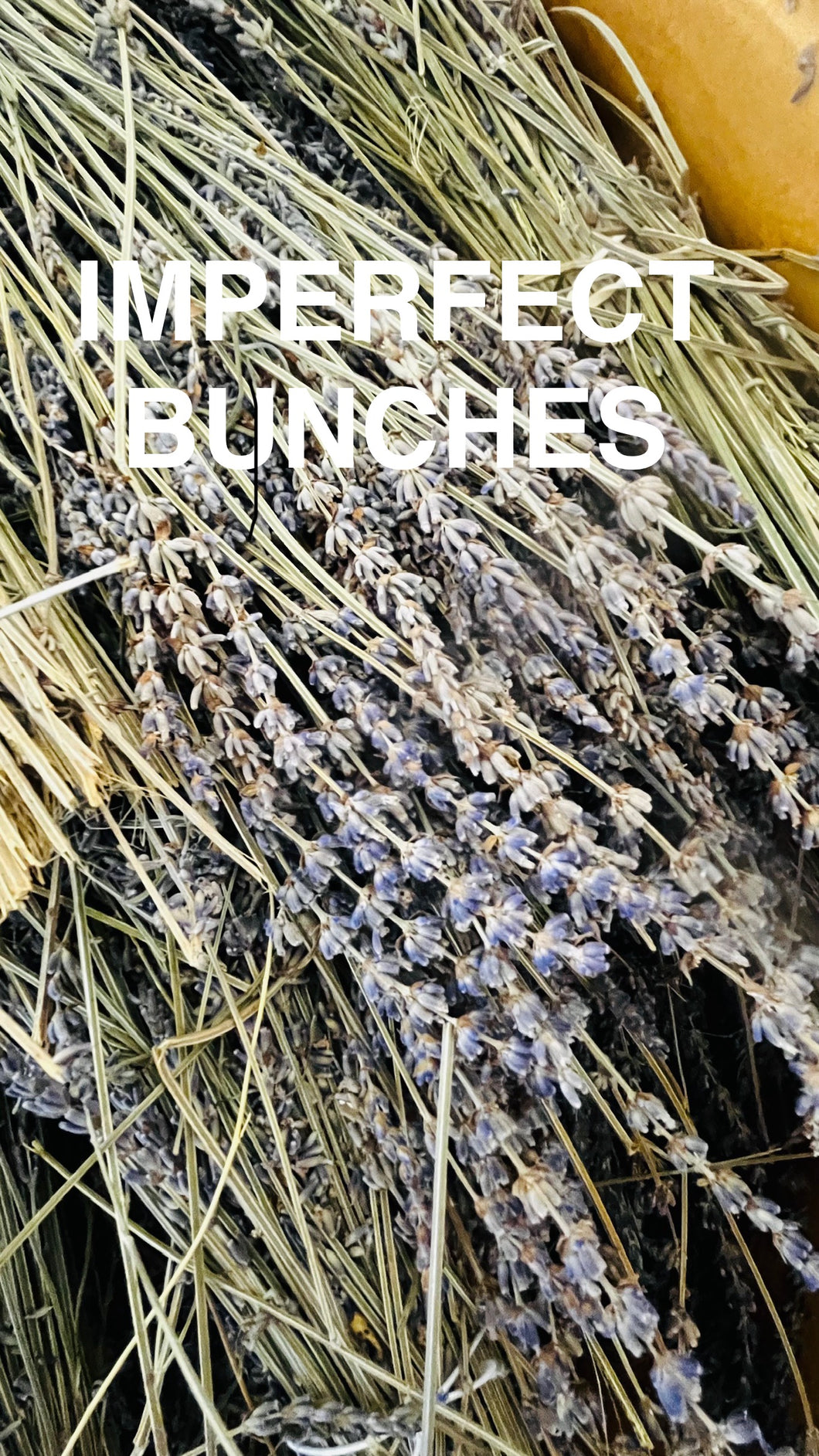 Lavender Bunch Dried French