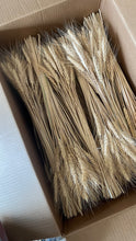 Wheat Bunch Naturally Dried 50 Stems
