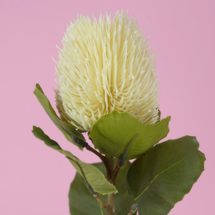 Banksia Bud Stem Cream 59cm