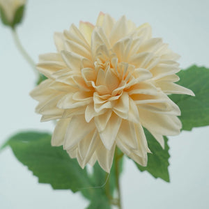 Dhalia Spray Cream 65cm