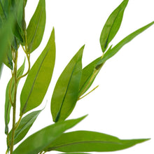Gumnut Bush 50cm