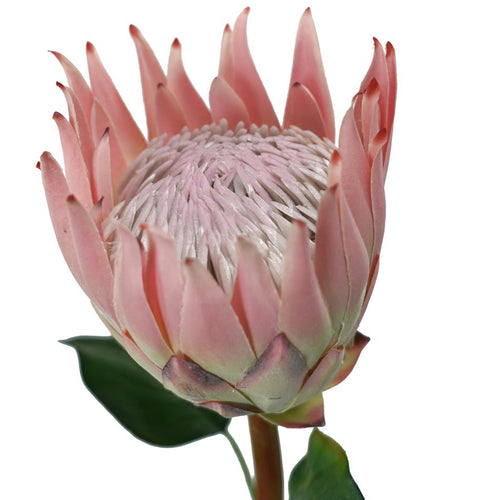 Protea King Pink NO SHIPPING