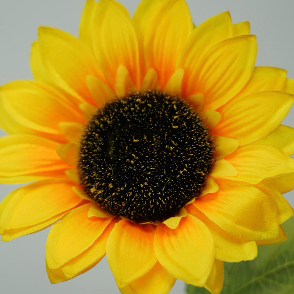 Sunflower 64cm
