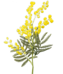 Wattle Pick 58cm