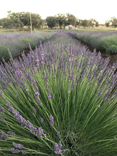 Wyoming Lavender Estate Field