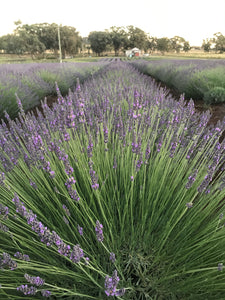 Wyoming Lavender Estate Field