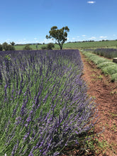 Wyoming Lavender Commercial Field